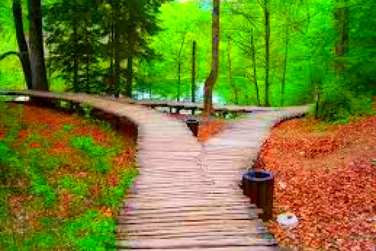Which Path Psychic Reading