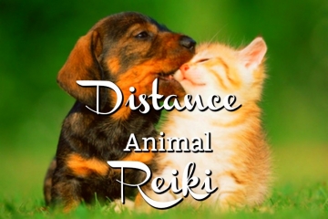 Distance Animal Reiki