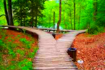 Which Path Psychic Reading